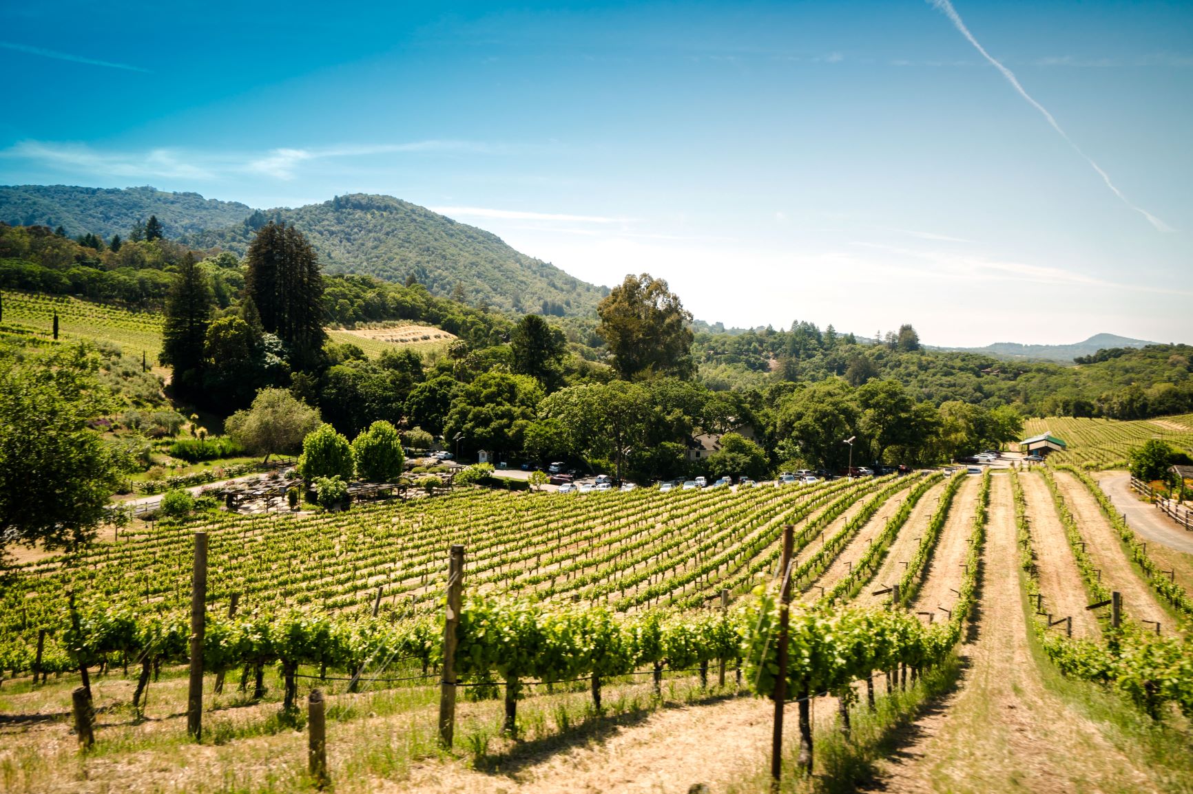 Vineyard vinography